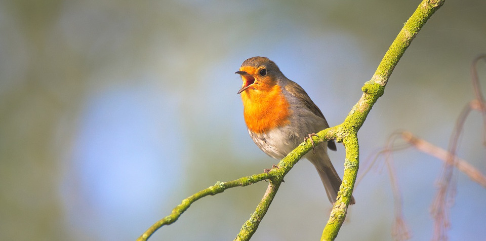 Robin bird singing